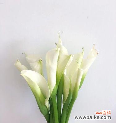 花开如雪 白色马蹄莲，清新花语