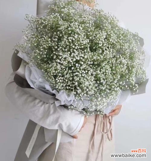 绽放在黑夜里的美丽星光 白色满天星的花语——爱与希望