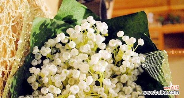 绽放在黑夜里的美丽星光 白色满天星的花语——爱与希望