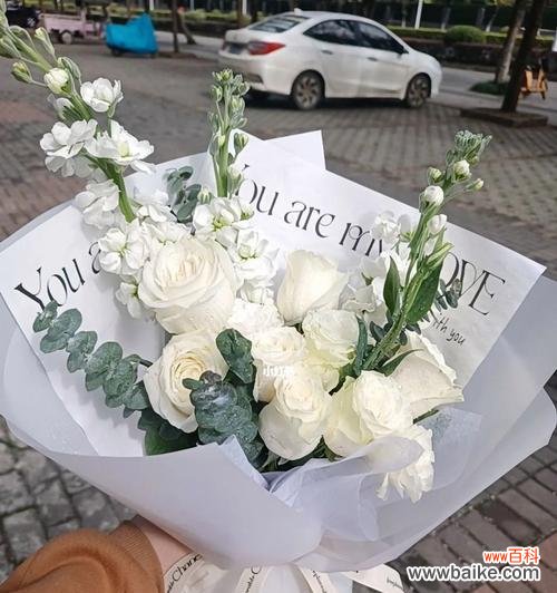 探寻白色玫瑰花的美丽寓意 白色玫瑰花的寓意——纯洁与神秘的象征