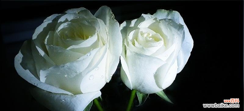 纯洁与无邪的象征 白色玫瑰花的象征意义