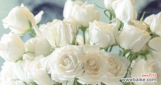 纯洁与无邪的象征 白色玫瑰花的象征意义