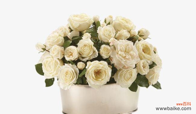 纯洁与无邪的象征 白色玫瑰花的象征意义