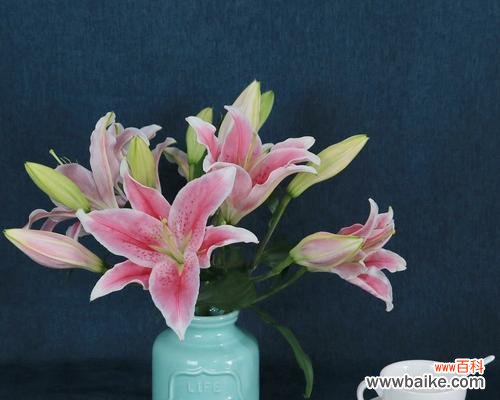 探寻百合花的秘密 索尔邦百合花语