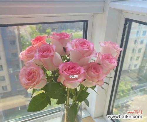 探索泰姬玫瑰的传统与象征意义 泰姬玫瑰的花语与深层含义