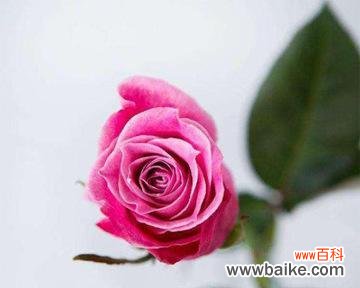 探索泰姬玫瑰的传统与象征意义 泰姬玫瑰的花语与深层含义