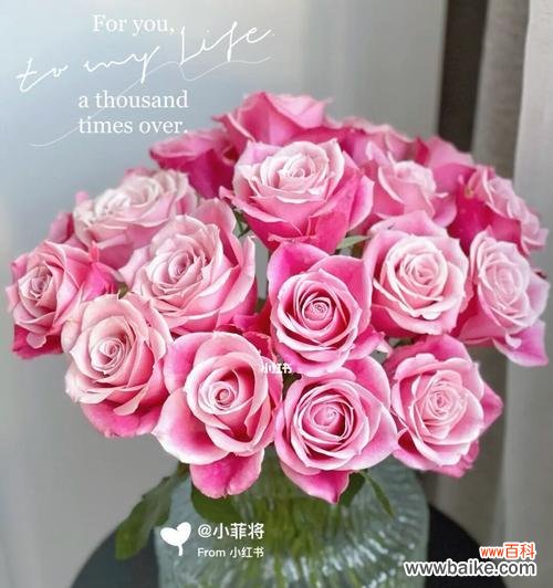 探索泰姬玫瑰的传统与象征意义 泰姬玫瑰的花语与深层含义