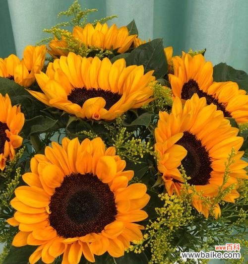 探秘以太阳花的特性与花语