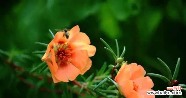 探秘以太阳花的特性与花语