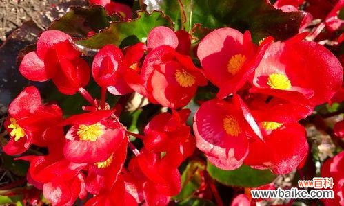 永恒之美 四季海棠