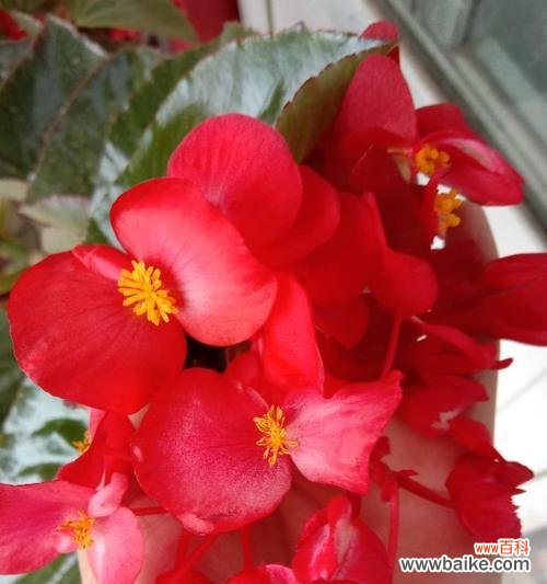 永恒之美 四季海棠