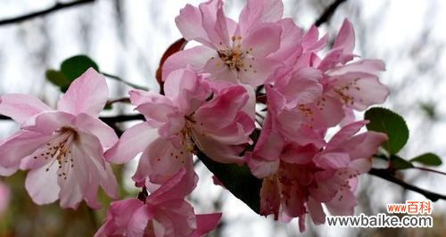 四季海棠花语传递的情感与寓意 四季海棠花语