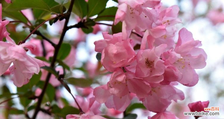 四季海棠花语传递的情感与寓意 四季海棠花语