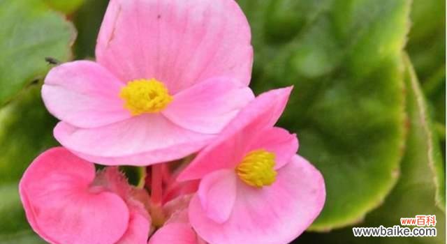 四季海棠花语传递的情感与寓意 四季海棠花语