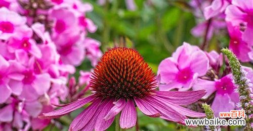 探寻花朵背后的神秘符号 松果菊花语的寓意与传承
