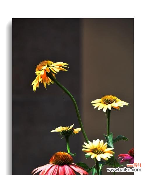 探寻花朵背后的神秘符号 松果菊花语的寓意与传承