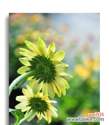 探寻花朵背后的神秘符号 松果菊花语的寓意与传承