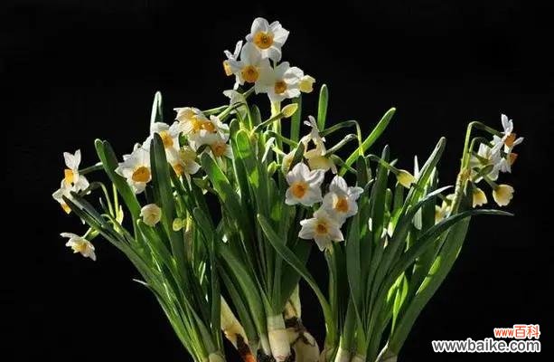 美丽的水仙花传递情谊与祝福 送水仙花的寓意与意义