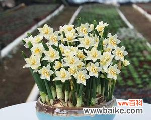 美丽的水仙花传递情谊与祝福 送水仙花的寓意与意义