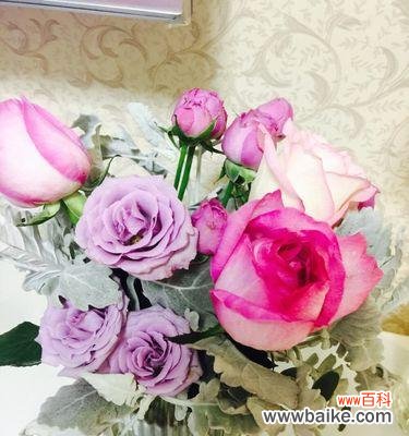 用玫瑰寄托思念 糖果雪山玫瑰