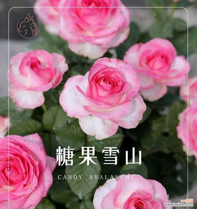 用玫瑰寄托思念 糖果雪山玫瑰