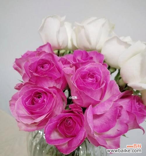 用玫瑰寄托思念 糖果雪山玫瑰