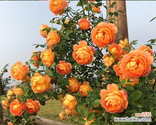 拥抱生活的变幻 以藤本月季寓意的美丽与坚韧