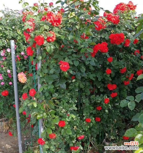 揭示花语 以藤本月季的花语