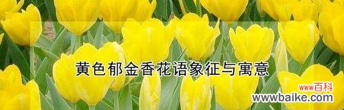 寓意阳光、自信与独立，为“花语”。 探秘黄色郁金香的花语