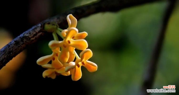 桂花花语的含义与传说 “香气四溢,情意浓浓——探秘桂花花语”