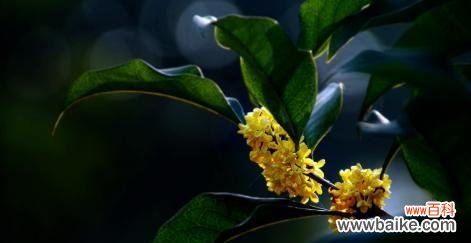 桂花花语的含义与传说 “香气四溢,情意浓浓——探秘桂花花语”