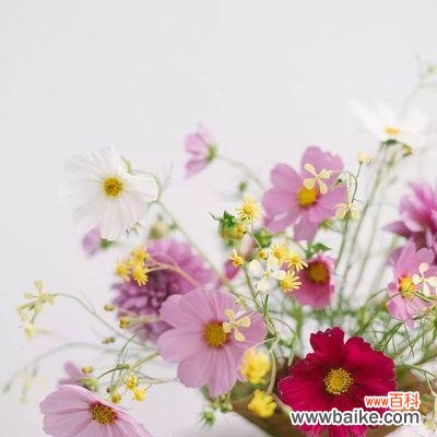 探索这种美丽花卉的深层含义与象征 波斯菊的花语和寓意