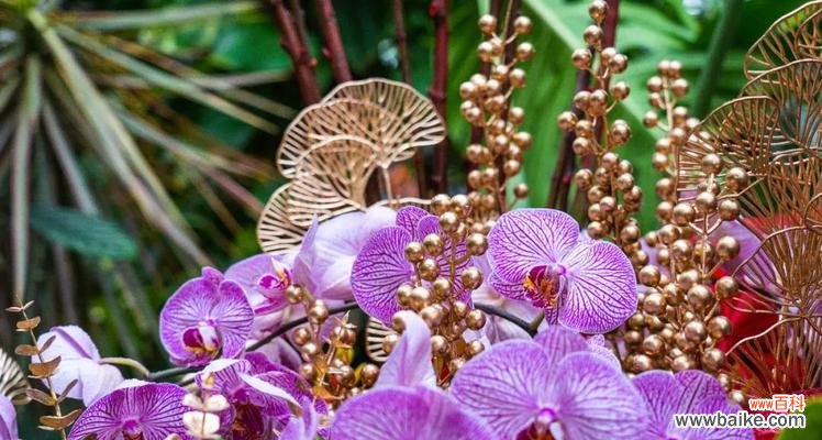 寓意深刻的黑紫色花朵 黑紫色马蹄莲的花语