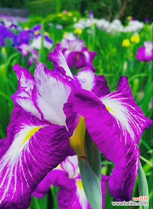 寓意深刻的黑紫色花朵 黑紫色马蹄莲的花语