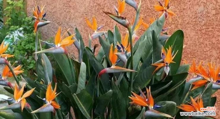 探索天堂鸟花语的深层含义，寻找人生幸福之道 天堂鸟花语与幸福之道