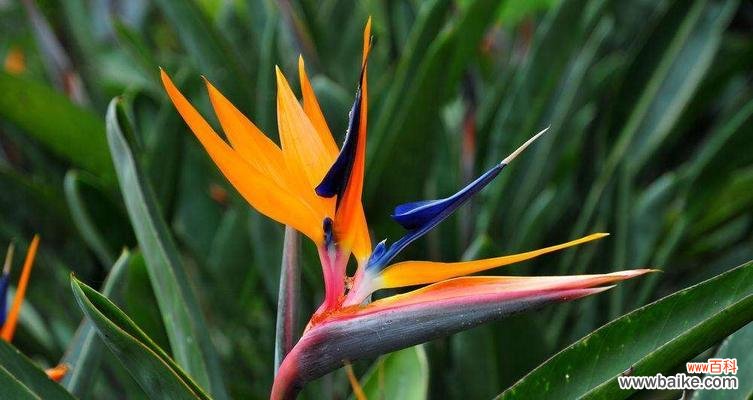 探索天堂鸟花语的深层含义，寻找人生幸福之道 天堂鸟花语与幸福之道