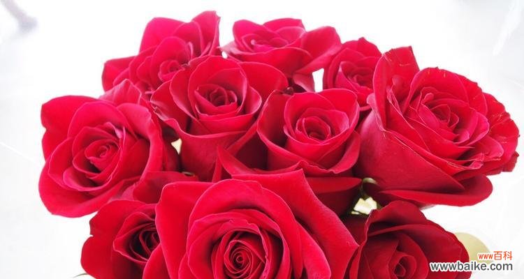 传递爱意的花千万，红玫瑰最真情 十一朵红玫瑰花的花语