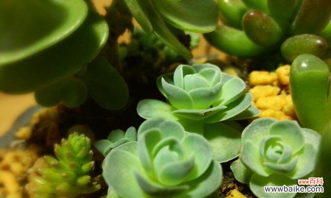 领略心灵之美 子持莲华的花语