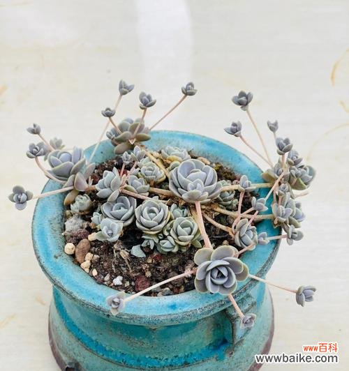 领略心灵之美 子持莲华的花语