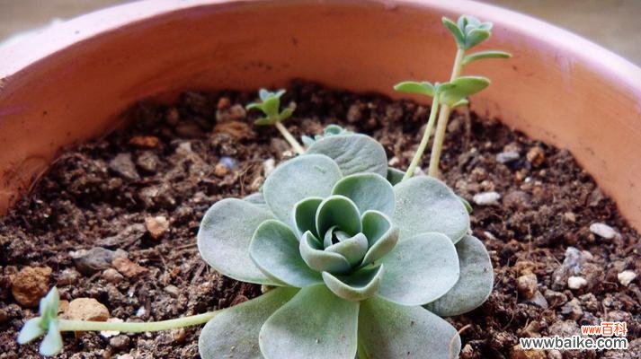 领略心灵之美 子持莲华的花语