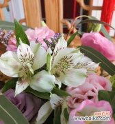 探寻六出花的美丽与神秘 六出花的花语