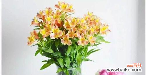 探寻六出花的美丽与神秘 六出花的花语