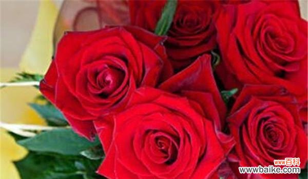 探寻爱情的真谛,从花朵开始 十一朵玫瑰的花语与传说