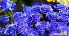 探寻爱情的真谛，从花朵开始 十一朵玫瑰的花语与传说