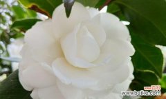 探寻白色山茶花的美丽与意义 白色山茶花的花语