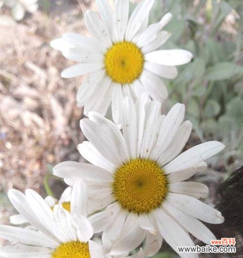 探寻白色小雏菊的神秘花语 白色小雏菊的花语与意义