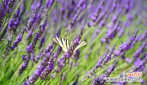 探寻白色薰衣草的神秘内涵 白色薰衣草的花语与寓意