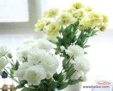 白色洋桔梗的纯洁之美 洋桔梗花语与寓意