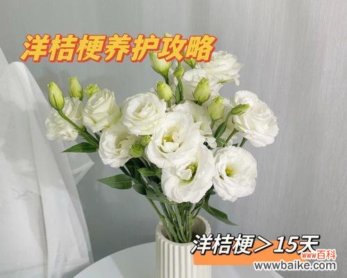 花开寄托希望 白色洋桔梗的寓意与象征意义