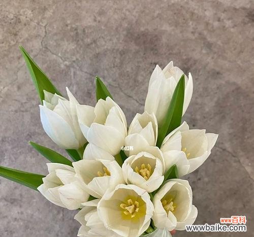 白色郁金香的寓意与象征 白色郁金香的花语